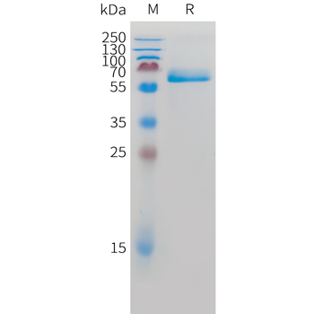 Mouse CD28 Protein, hFc Tag