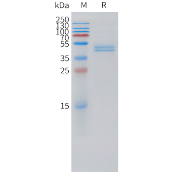 Mouse BCMA Protein, hFc Tag