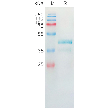 Cynomolgus IL9 Protein, hFc Tag