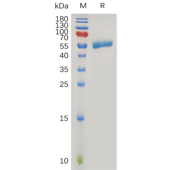 Human CD79B Protein, hFc Tag