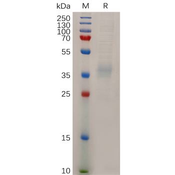 Human TLR3 Protein, hFc Tag