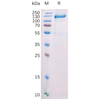 Human HBEGF Protein, hFc Tag