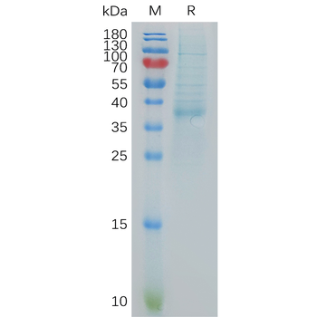 Human EREG Protein, hFc Tag