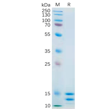 Human CLEC14A Protein, His Tag