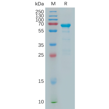 Human IL11RA Protein, hFc Tag