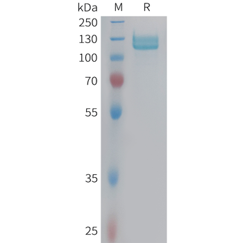 SARS-CoV-2 (Kappa) nCoV S Protein RBD Protein, hFc Tag