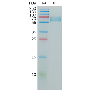 Human PSMA Protein, hFc Tag