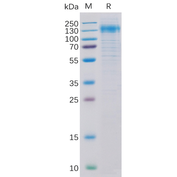 Human FOLR2 Protein, mFc Tag