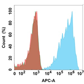 CLDN18.2 Antibody