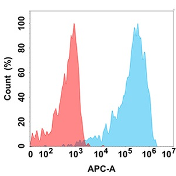 CLEC12A Antibody