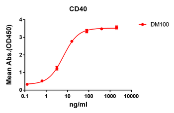 CD40 Antibody