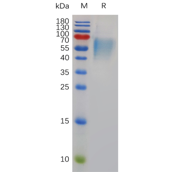 Human AREG Protein, hFc Tag