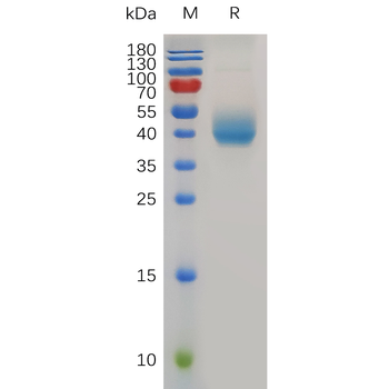 Human NPR1 Protein, hFc Tag