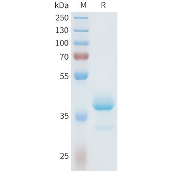 Mouse CD40 Ligand Protein, hFc Tag