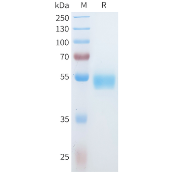 Mouse TweakR Protein, hFc Tag