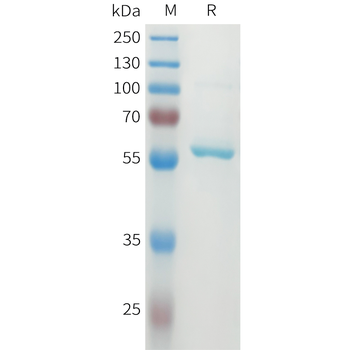 Mouse SLAMF1 Protein, hFc Tag