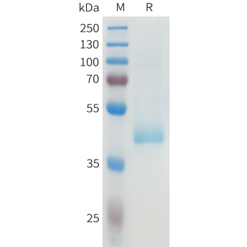 Mouse SLAMF5 Protein, hFc Tag