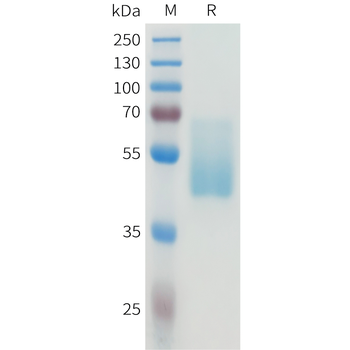 Mouse CD200 Protein, hFc Tag