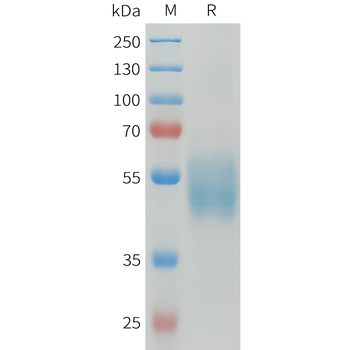 Mouse CD48 Protein, hFc Tag