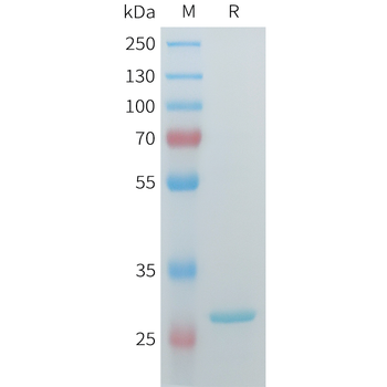 Mouse DNAM-1 Protein, hFc Tag