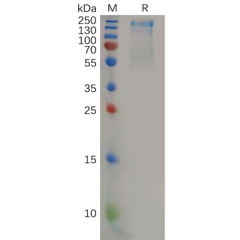 SARS-CoV-2 (Omicron BA.2) S protein RBD, hFc Tag