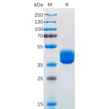 Human LIF Protein, hFc Tag
