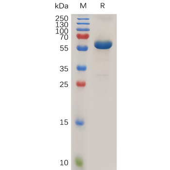 Human LILRA5 Protein, hFc Tag
