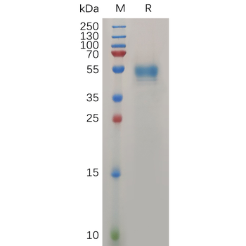 Human FGL1 Protein, hFc Tag