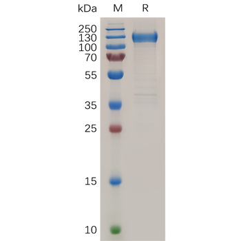 Human FASLG Protein, hFc Tag