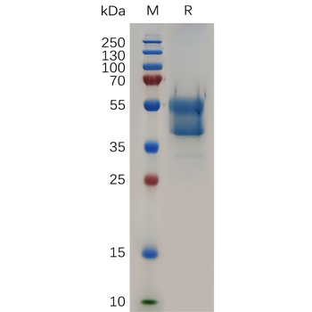 Human SPAM1 Protein, hFc Tag