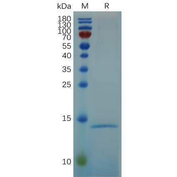 Human IL17B Protein, hFc Tag