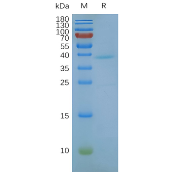 Human GPRC5D full length protein-synthetic nanodisc