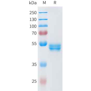 Mouse ASGR1 Protein, His Tag