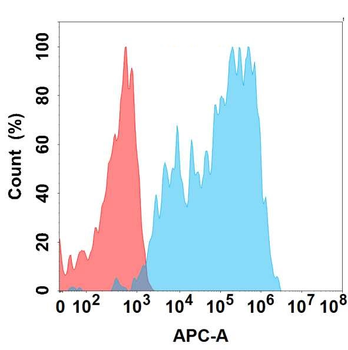 ICAM-1 Antibody