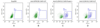Fluorescent Human CLDN18.2 Full Length Protein-VLP (EGFP)