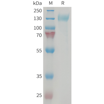 Human IL-4 (C-Fc) Protein