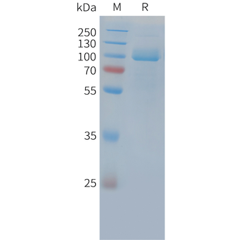 Human IFN alpha2a Protein