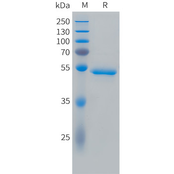 Human MYDGF (N-6His) Protein
