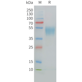 Human LR3-IGF-1 Protein