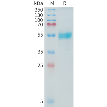 Human IFN alpha6 (C-6His) Protein