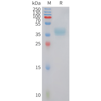 Human/Mouse/Rat BMP-2 Protein