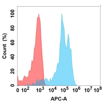 DDR1 Antibody