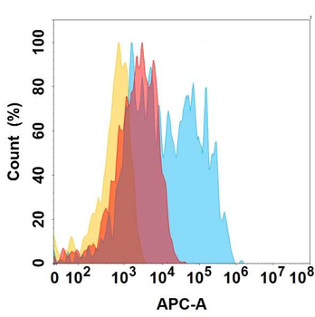 CCR6 Antibody