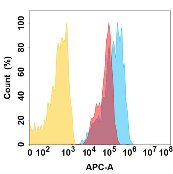 CCR1 Antibody
