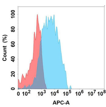 CCR2 Antibody