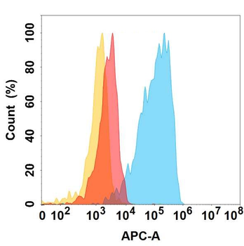 CHODL Antibody