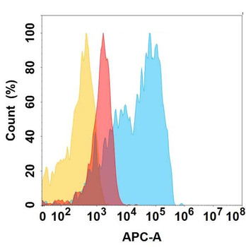CD63 Antibody