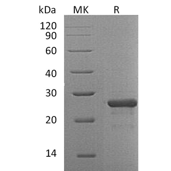 Human IL4 Protein, His Tag