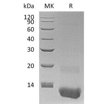 Human CDH19 Protein, His Tag