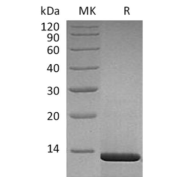 Human CLEC4A Protein, hFc Tag